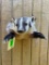 Awesome - NEW -1/2 North American BADGER taxidermy mount, 12 inches out from the wall, & about 12 in