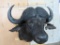 CAPE BUFFALO SH MT TAXIDERMY