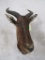 TSESSEBE Sh Mt TAXIDERMY