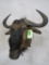 Wildebeest Sh Mt TAXIDERMY