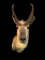 Pronghorn Antelope, sho. mount 33 inchs tall, 19 inches out , horns are 10 1/2 inches long Taxiderm