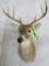 WHITETAIL SH MT TAXIDERMY