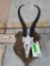 Springbok Skull on Plaque TAXIDERMY