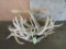 31Lbs of Antler Sheds (ONE$) TAXIDERMY