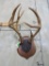 Whitetail Rack on Plaque TAXIDERMY