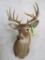 WHITETAIL SH MT TAXIDERMY