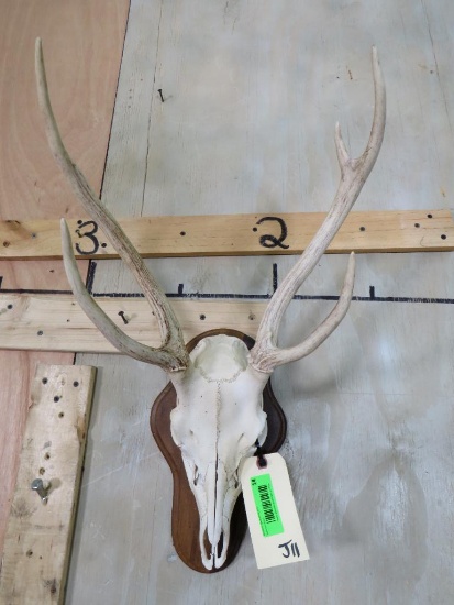 Axis Deer Skull on Plaque TAXIDERMY