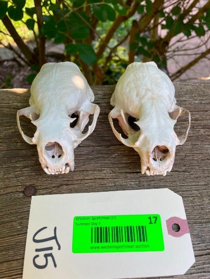 Two XXLG. North American River Otter skulls, ALL teeth, 4 3/4 inches long X 2 3/4 inches wide excell