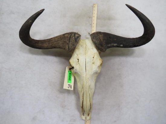 Wildebeest Skull TAXIDERMY
