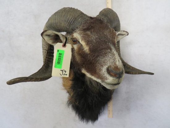 Corsican Sheep Sh Mt TAXIDERMY