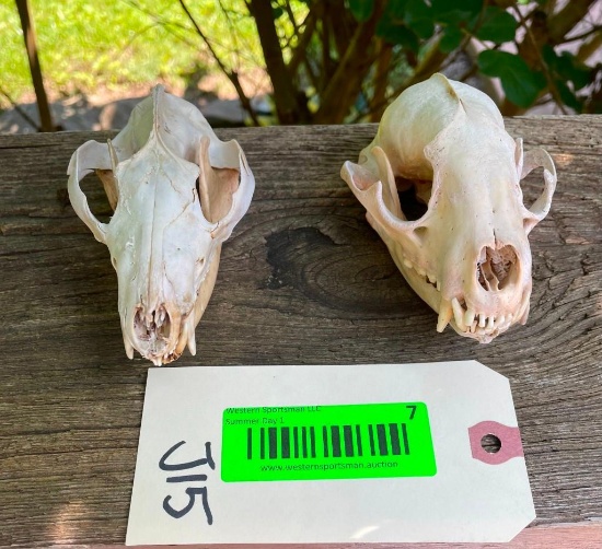 XXLG Raccoon skull & a LG O'possum skull ALL teeth in coon, possum missing a few small teeth = 2 X $