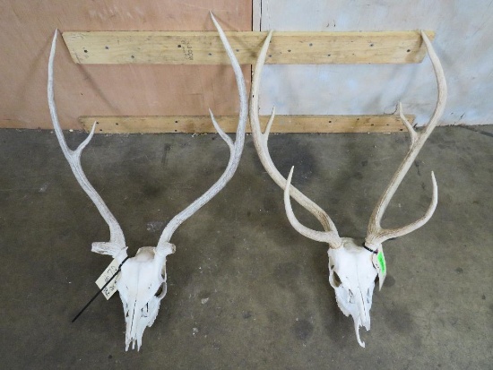 2 Axis Deer Skulls (2x$) TAXIDERMY