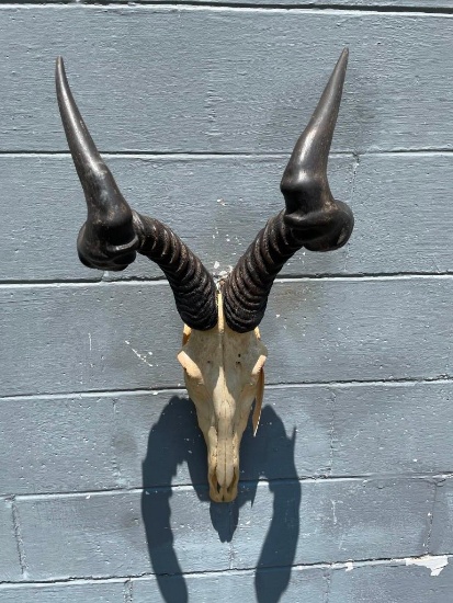 African, RED Hartebeest Skull, all teeth, Great, oddity Taxidermy decor, excellent condition