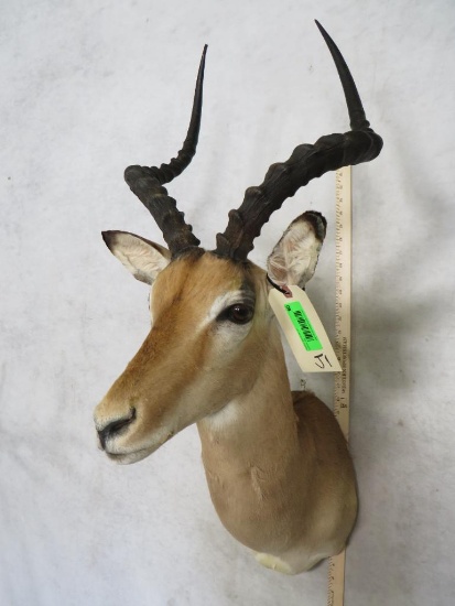 IMPALA SH MT TAXIDERMY