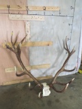 Red Stag Antlers TAXIDERMY