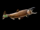 HUGE, Real skin, Alaskan Salmon fish Taxidermy mount, 38 1/2 inches long, X 10 inches wide.... Great