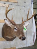 WHITETAIL SH MT TAXIDERMY