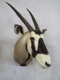 GEMSBOK SH MT TAXIDERMY