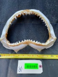 A large set of Shark jaws, SHARP TEETH- 12 inches wide X 7 1/2 inches tall, nautical Taxidermy decor