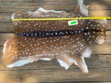 Beautiful, Axis deer hide, New, soft tan, 48 inches long X 29 to 38 inches wide excellent taxidermy