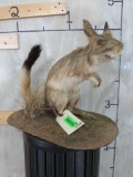 Lifesize African Springhare on Base TAXIDERMY