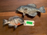 Beautiful, Real skin, Blue Gill, & Black Perch, fish Taxidermy mount, 9&12 inches long.2X$