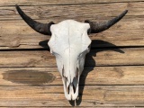 Huge, North American Bison, or BUFFALO, skull, all teeth, great taxidermy decor - 27 inches wide at
