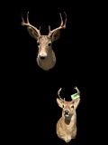 8 point W/t Deer sho. mounts, 29 inches tall, X 20 inches out from the wall, log cabin, lodge Taxide
