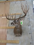 Really Nice Whitetail Sh Mt TAXIDERMY