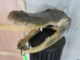 Alligator Head TAXIDERMY