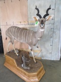 Really Nice Lifesize Lesser Kudu on Base TAXIDERMY