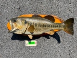 Real skin, 8 lb. 10 oz. Large mouth BASS, fish Taxidermy mount, on wood, 23 inches long, X 8 inches