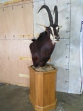 Sable Pedestal TAXIDERMY