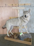 Beautiful Lifesize Wolf on Base TAXIDERMY