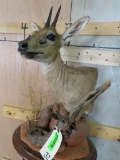 Duiker Table Pedestal TAXIDERMY