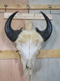 Water Buffalo Skull TAXIDERMY