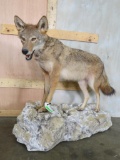 Lifesize Coyote on Base TAXIDERMY