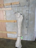 RARE African Elephant Leg Bone *TX RES ONLY* TAXIDERMY