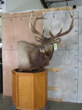 XL Elk Pedestal TAXIDERMY