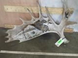 Scrimshawed Moose Antler TAXIDERMY