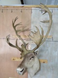 CARIBOU SH MT TAXIDERMY