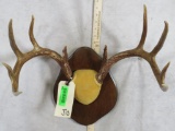 Whitetail Rack on Plaque TAXIDERMY