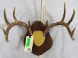 Whitetail Rack on Plaque TAXIDERMY