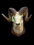 Stone Sheep mount, 36 & 38 inch long horns, 20 inch spread at tips., Great Log cabin, hunting lodge