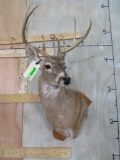 WHITETAIL SH MT ON PLAQUE TAXIDERMY