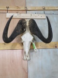 Black Wildebeest Skull TAXIDERMY