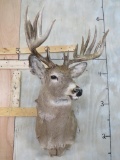 WHITETAIL SH MT W/LOTS OF POINTS TAXIDERMY