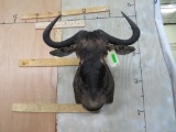 Wildebeest Sh Mt TAXIDERMY