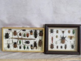 2 Insect Displays (2x$) TAXIDERMY ODDITY