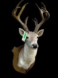 15 point antlers, - Texas White-Tail, deer sho. mount Taxidermy, hunting lodge-log cabin decor